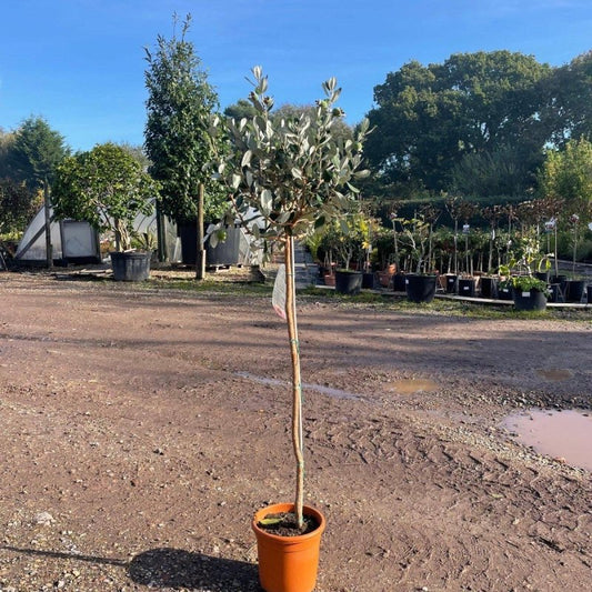 Pineapple Guava - Feijoa Sellowiana 1/2 Standard 100-110cm 7L - Buy Plants Online from  Web Garden Centre - Just £40! 