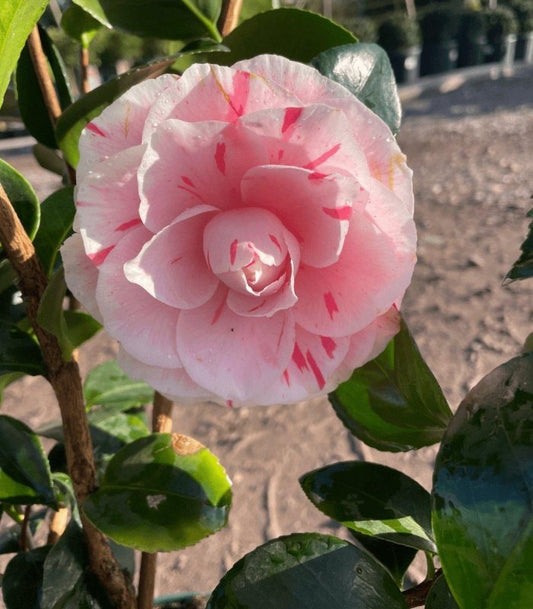 Pink Camellia 60-80cm 5L - Buy Plants Online from  Web Garden Centre - Just £38! 