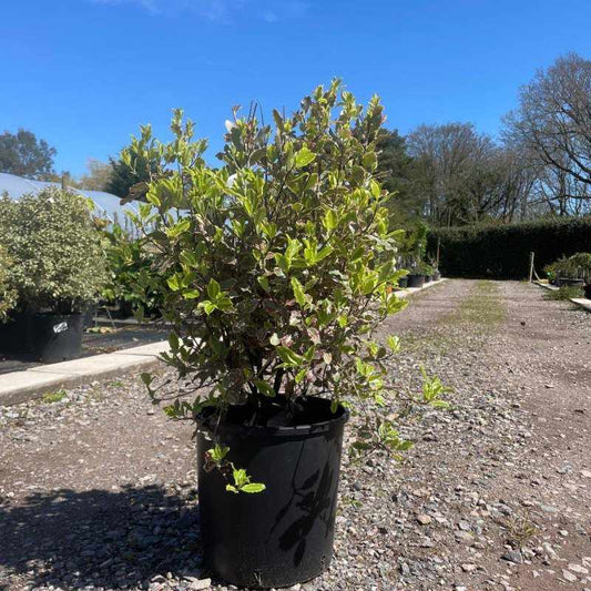 Pittosporum Tenuifolium 'Elizabeth' 80cm 10L - Buy Plants Online from  Web Garden Centre - Free Delivery