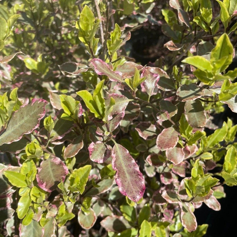 Pittosporum Tenuifolium 'Elizabeth' 80cm 10L - Buy Plants Online from  Web Garden Centre - Just £45! 