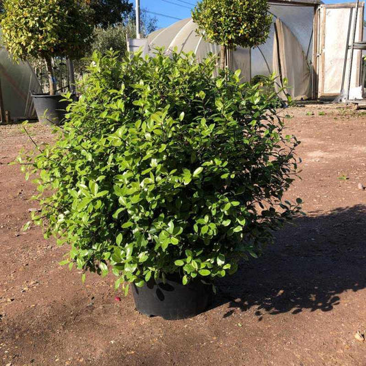 Pittosporum Tenuifolium Golf Ball 70cm 10L - Buy Plants Online from  Web Garden Centre - Free Delivery