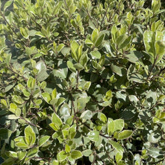 Pittosporum Tenuifolium 'Silver Ball' 70cm 10L - Buy Plants Online from  Web Garden Centre - Just £45! 