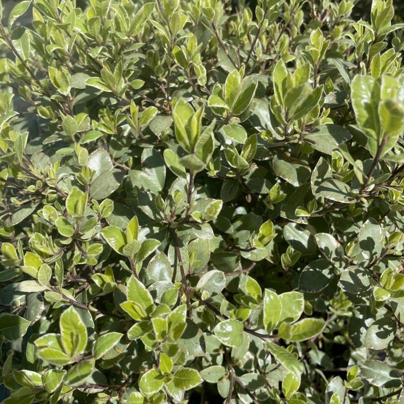 Pittosporum Tenuifolium 'Silver Queen' 80cm 10L - Buy Plants Online from  Web Garden Centre - Just £45! 