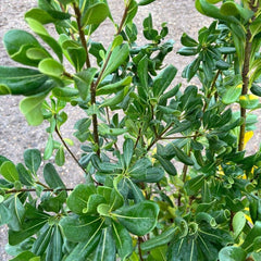 Pittosporum Tobira 120-140cm 7.5L - Buy Plants Online from  Web Garden Centre - Just £45! 