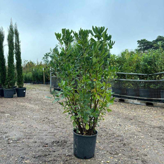 Pittosporum Tobira 120-140cm 7.5L - Buy Plants Online from  Web Garden Centre - Free Delivery