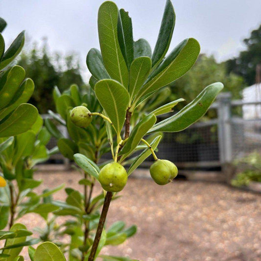 Pittosporum Tobira 120-140cm 7.5L - Buy Plants Online from  Web Garden Centre - Free Delivery