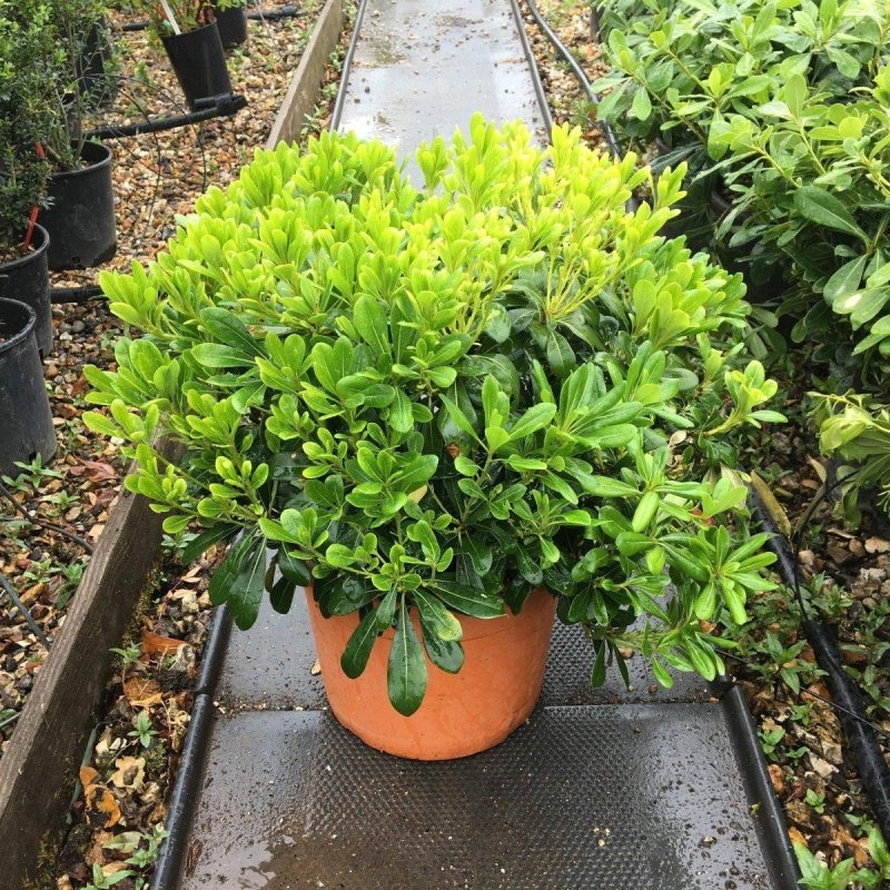 Pittosporum Tobira Nanum 30-40cm 7L - Buy Plants Online from  Web Garden Centre - Just £40! 