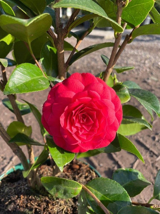 Red Camellia 60-80cm 3L - Buy Plants Online from  Web Garden Centre - Just £32! 