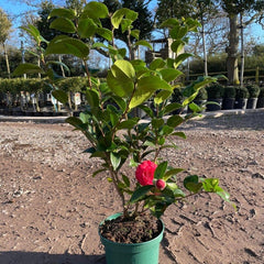 Red Camellia 60-80cm 3L - Web Garden Centre