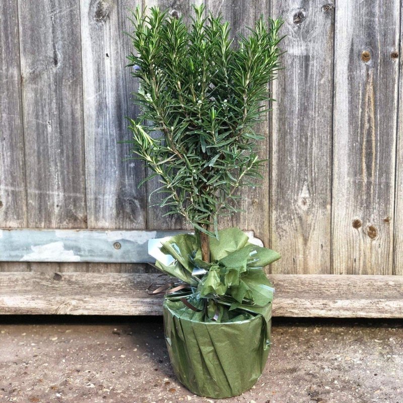 Rosemary Mini Stem - Buy Plants Online from  Web Garden Centre - Just £24! 