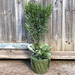 Rosemary Mini Stem - Buy Plants Online from  Web Garden Centre - Just £24! 