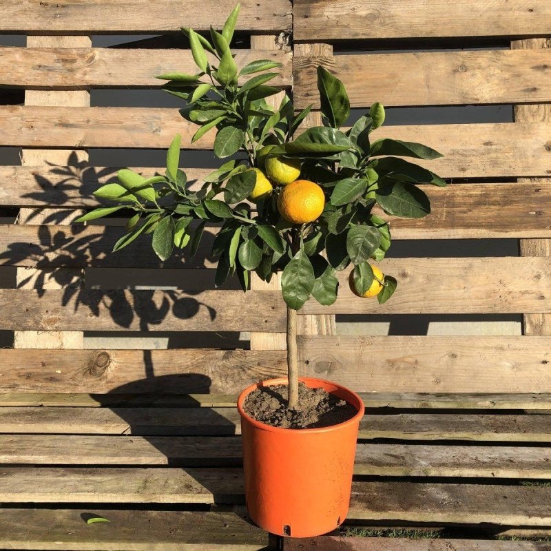 Satsuma Citrus Tree 60-80cm 5L - Buy Plants Online from  Web Garden Centre - Just £45! 