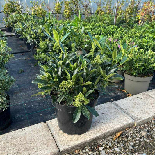 Skimmia x Confusa Kew Green 60-80cm 15L - Buy Plants Online from  Web Garden Centre - Free Delivery