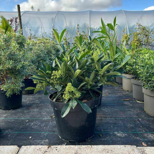 Skimmia x Confusa Kew Green 60-80cm 15L - Buy Plants Online from  Web Garden Centre - Free Delivery