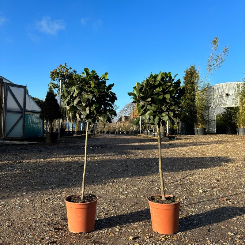 Standard Bay Trees - Web Garden Centre