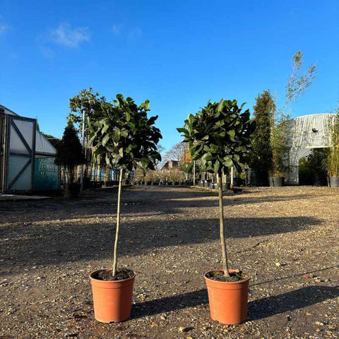 Standard Bay Trees - Buy Plants Online from  Web Garden Centre - Free Delivery