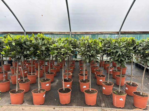 Standard Bay Trees - Buy Plants Online from  Web Garden Centre - Free Delivery