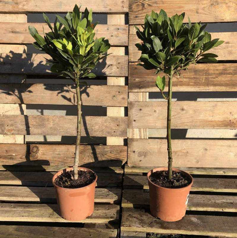 Standard Bay Trees - Buy Plants Online from  Web Garden Centre - Free Delivery