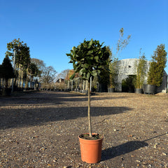 Standard Bay Trees - Web Garden Centre