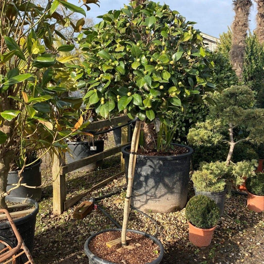 Standard Camellia Japonica 180-200cm 45L - Buy Plants Online from  Web Garden Centre - Just £290! 