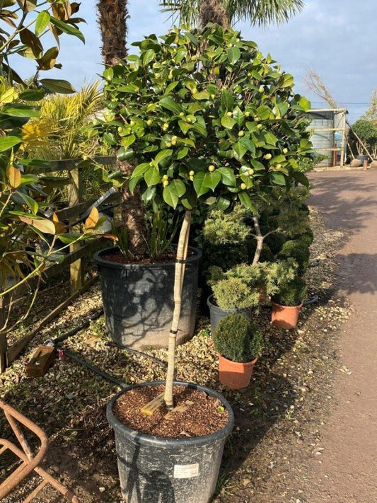 Standard Camellia Japonica 180-200cm 45L - Buy Plants Online from  Web Garden Centre - Just £290! 