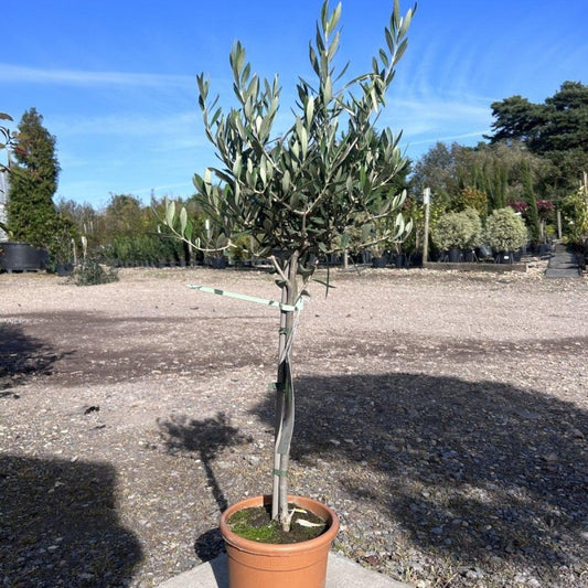 Standard Olive Tree 90cm 3L - Buy Plants Online from  Web Garden Centre - Just £30! 