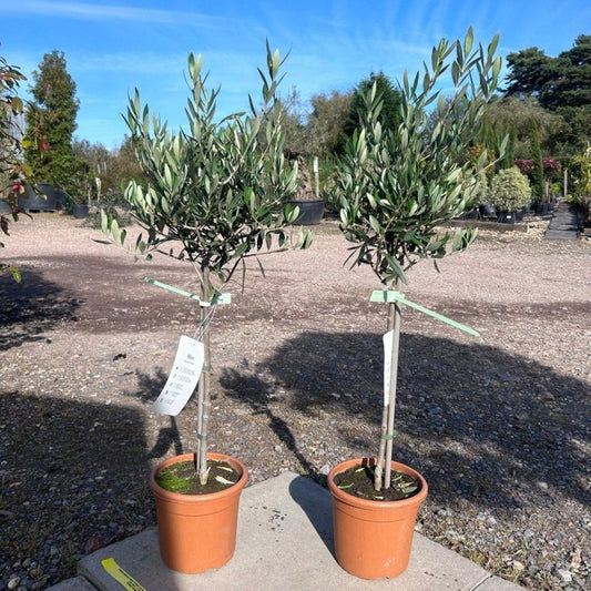 Standard Olive Tree 80-90cm 3L - Buy Plants Online from  Web Garden Centre - Just £30! 
