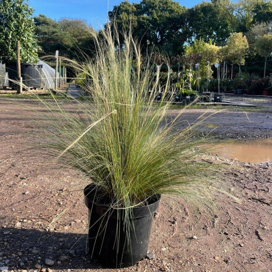 Stipa tenuissima ‘Pony tails’ 30cm 5L - Buy Plants Online from  Web Garden Centre - Just £35! 
