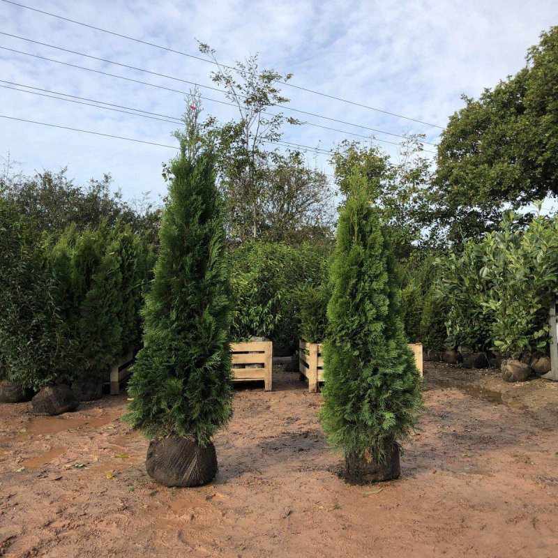 Thuja Smaragd Root Ball Hedging - Pallet Deal - Free Delivery - Buy Plants Online from  Web Garden Centre - Free Delivery