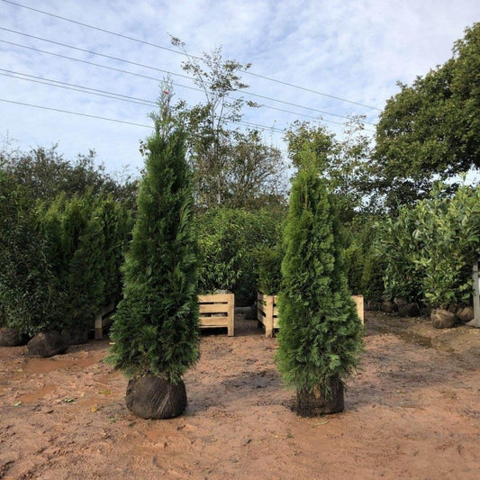 Thuja Smaragd Root Ball Hedging - Pallet Deal - Buy Plants Online from  Web Garden Centre - Just £120! 