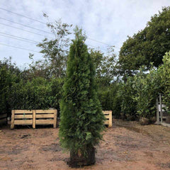 Thuja Smaragd Root Ball Hedging - Pallet Deal - Free Delivery - Buy Plants Online from  Web Garden Centre - Free Delivery