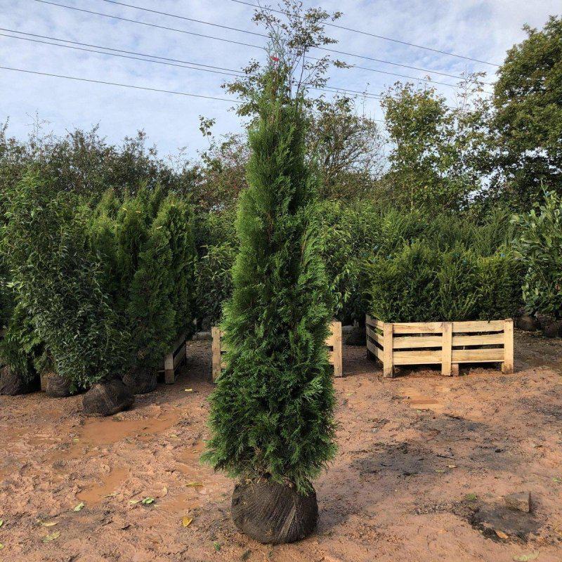 Thuja Smaragd Root Ball Hedging - Pallet Deal - Free Delivery - Buy Plants Online at Web Garden Centre