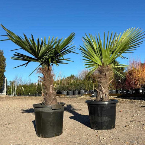 Trachycarpus Fortunei  (Chusan Palm Tree) - Buy Plants Online from  Web Garden Centre - Free Delivery