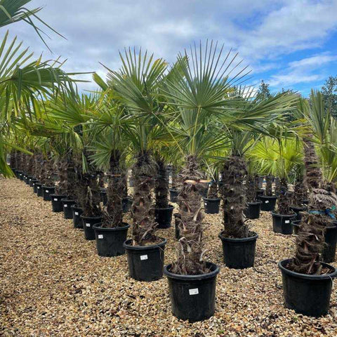 Trachycarpus Fortunei  (Chusan Palm Tree) - Buy Plants Online from  Web Garden Centre - Free Delivery