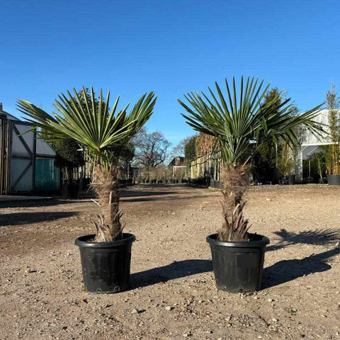 Trachycarpus Fortunei  (Chusan Palm Tree) - Buy Plants Online from  Web Garden Centre - Free Delivery