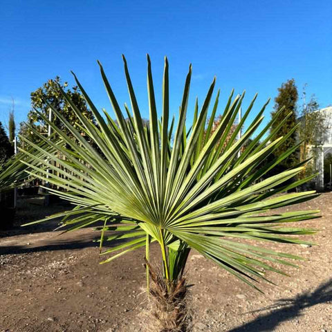 Trachycarpus Fortunei  (Chusan Palm Tree) - Buy Plants Online from  Web Garden Centre - Free Delivery