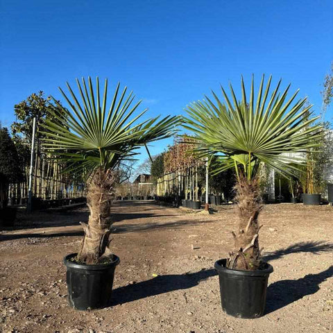 Trachycarpus Fortunei  (Chusan Palm Tree) - Buy Plants Online from  Web Garden Centre - Free Delivery