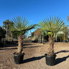 Trachycarpus Fortunei  (Chusan Palm Tree) - Buy Plants Online from  Web Garden Centre - Just £180! 