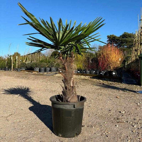 Trachycarpus Fortunei  (Chusan Palm Tree) - Buy Plants Online from  Web Garden Centre - Free Delivery