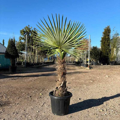 Trachycarpus Fortunei  (Chusan Palm Tree) - Buy Plants Online from  Web Garden Centre - Free Delivery