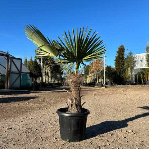 Trachycarpus Fortunei  (Chusan Palm Tree) - Buy Plants Online from  Web Garden Centre - Free Delivery