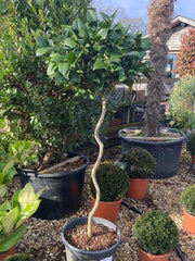 Twisted Camellia Japonica 140-150cm - Web Garden Centre