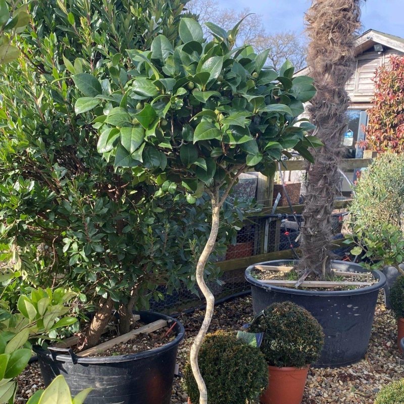 Twisted Camellia Japonica 140-150cm - Web Garden Centre