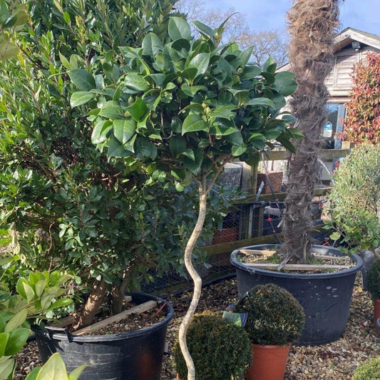 Twisted Camellia Japonica 160cm - Buy Plants Online from  Web Garden Centre - Just £275! 
