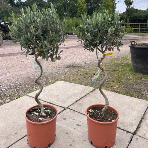 Twisted Olive Tree 90-100cm 5L - Buy Plants Online from  Web Garden Centre - Free Delivery