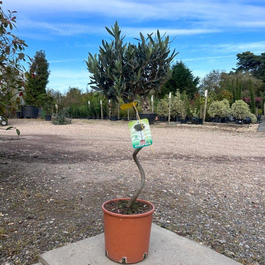 Twisted Olive Tree 90-100cm 5L - Web Garden Centre