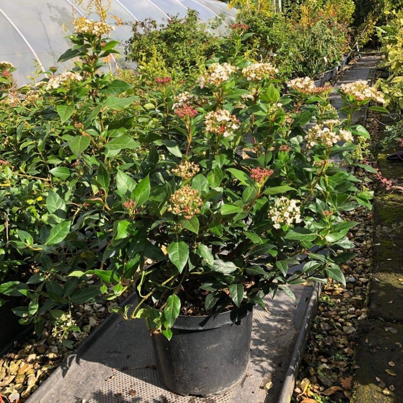 Viburnum Tinus 50-60cm 10L - Buy Plants Online from  Web Garden Centre - Just £43! 
