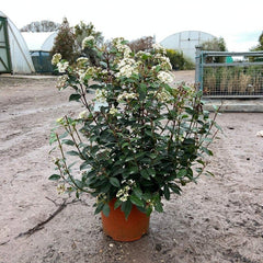 Viburnum Tinus 50-60cm 10L - Buy Plants Online from  Web Garden Centre - Just £43! 