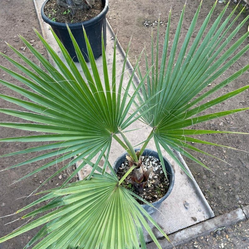 Washingtonia Robusta Palm 7.5L - Buy Plants Online from  Web Garden Centre - Just £34! 