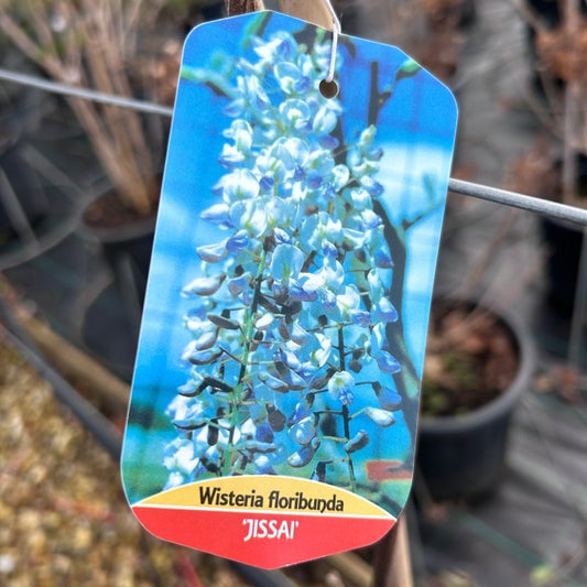 Wisteria Floribuna 'Jissai' 190cm 10L - Buy Plants Online from  Web Garden Centre - Just £50! 